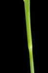 Acid-loving sedge